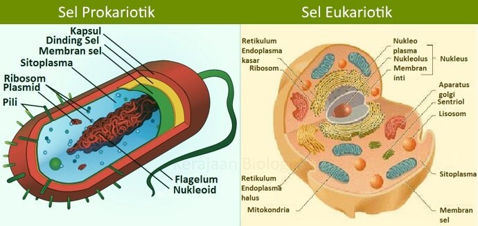 Perbandingan Sel Prokariotik dengan Eukariotik