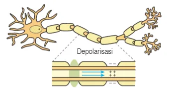 penghantaran impuls melalui neuron
