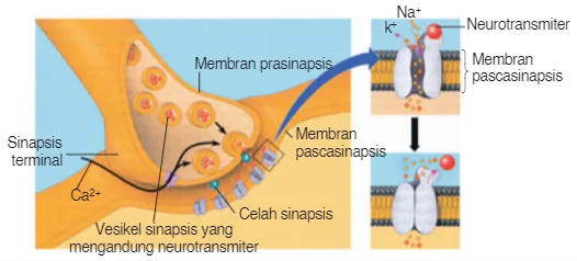 Penghantaran impuls melalui sinapsis