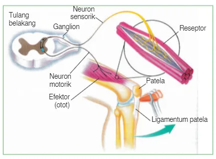 Jalur perjalanan gerak reﬂeks pada kaki.