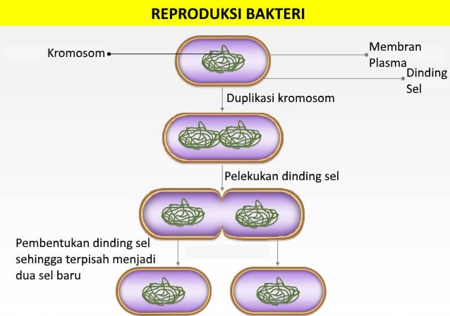 Reproduksi Bakteri - cara bakteri berkembang biak