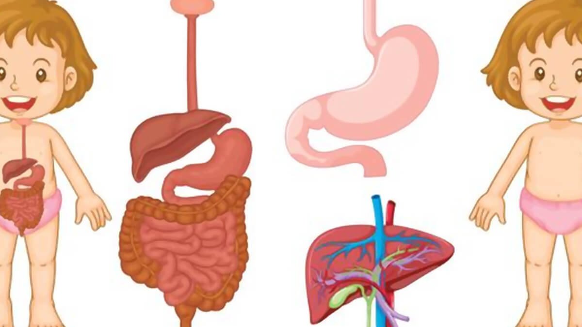anatomi saluran pencernaan manusia