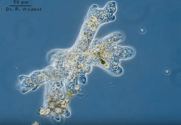 Protozoa (Protista Mirip Hewan) - Kerajaan Biologi