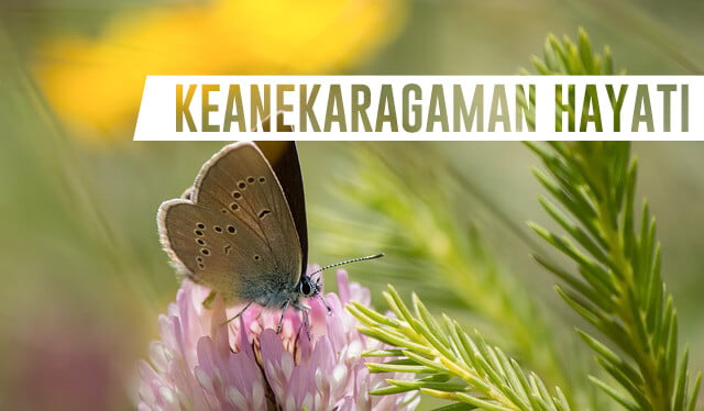 keanekaragaman hayati (biodiversitas)