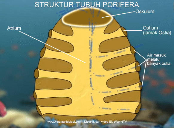 Struktur tubuh Porifera