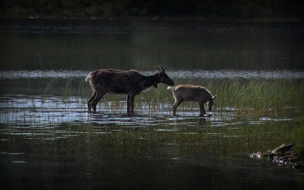 Komponen Penyusun Ekosistem